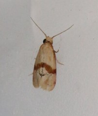 Cochylis caulocatax