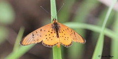 Acraea oncaea