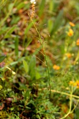 Thalictrum alpinum