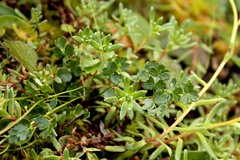 Thalictrum alpinum