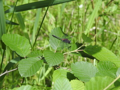 Leucorrhinia glacialis