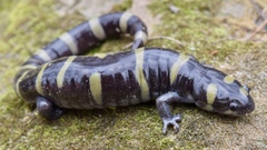Ambystoma annulatum