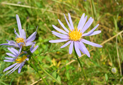 Aster amellus bessarabicus