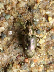 Bembidion inaequale