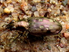 Bembidion inaequale