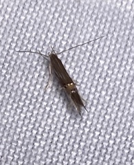 Cosmopterix scirpicola