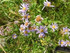 Aster amellus bessarabicus