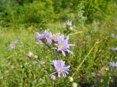 Aster amellus bessarabicus