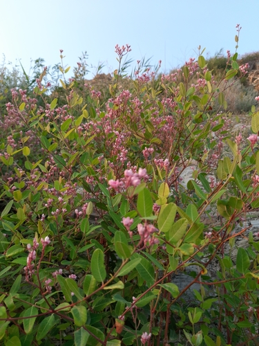 Apocynum venetum iNat (2)