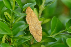 Camptogramma
