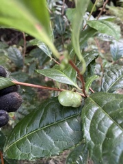 Camellia sinensis assamica