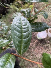 Camellia sinensis assamica