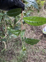 Camellia sinensis assamica
