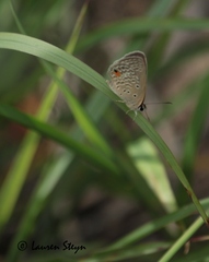 Euchrysops malathana