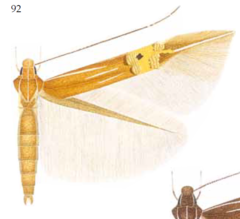 Cosmopterix scirpicola