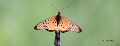 Acraea oncaea