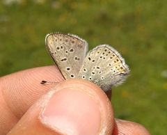 Lycaena tityrus subalpina