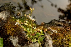 Micranthes stellaris