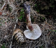 Gomphidius maculatus