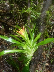 Guzmania lingulata