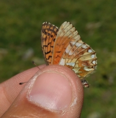 Boloria napaea