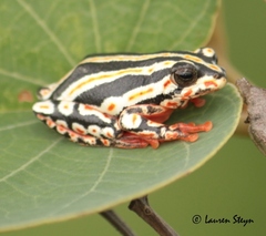 Hyperolius marmoratus taeniatus