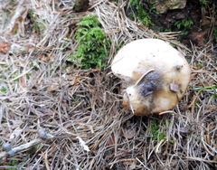 Gomphidius maculatus