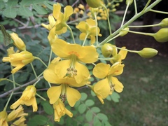 Erythrostemon mexicanus