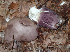 Tylopilus violatinctus