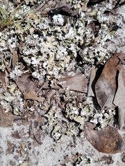 Cladonia prostrata