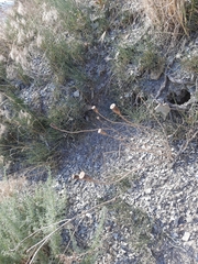 Papaver dubium stevenianum