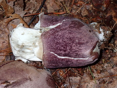 Tylopilus violatinctus