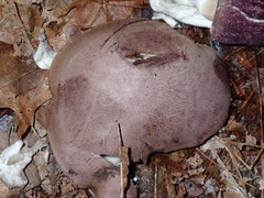 Tylopilus violatinctus