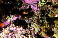 Gnathophyllum elegans