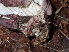 Tylopilus violatinctus