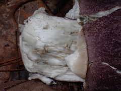 Tylopilus violatinctus