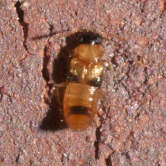 Gyrophaenina