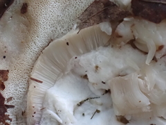 Tylopilus violatinctus