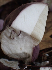 Tylopilus violatinctus