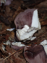 Tylopilus violatinctus