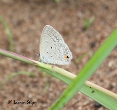 Euchrysops malathana