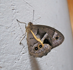 Posttaygetis penelea