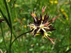 Juncus jacquinii