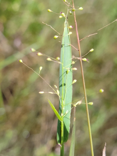 Image of Blue Witchgrass (Dichanthelium caerulescens) by (c) Jay Horn, some rights reserved (CC BY)