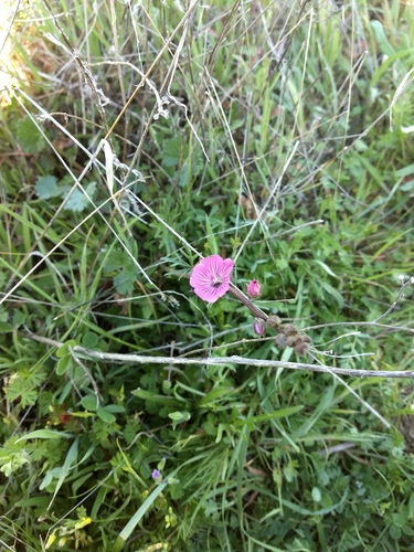 iNaturalist observation photo of checkerbloom