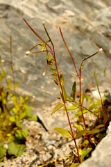Epilobium lactiflorum