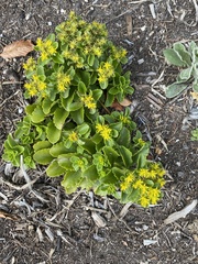 Phedimus kamtschaticus