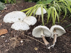 Agaricaceae