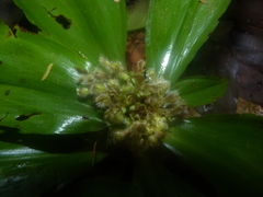 Floscopa robusta