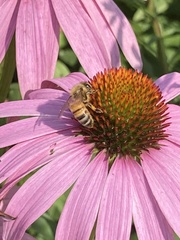 Apis mellifera